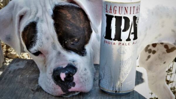 1 HEINEKEN LICENCA PATERNIDADE PET