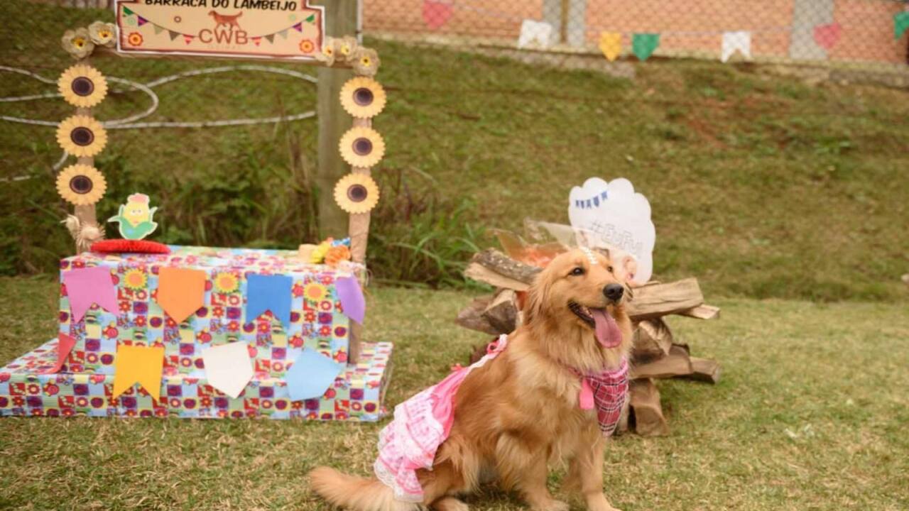 1 Encontro de Golden Retrievers - foto CWB Golden
