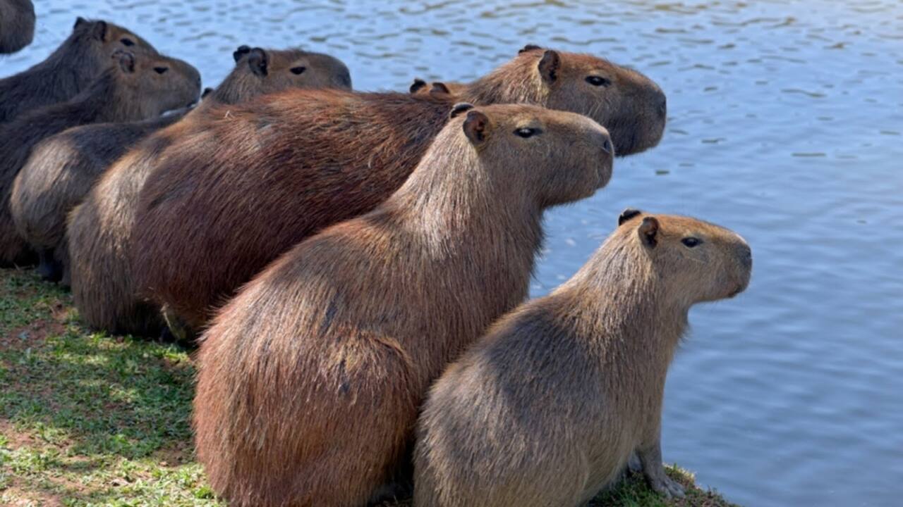 1 capivara