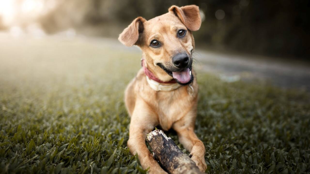 Mutt dog playing with a stick