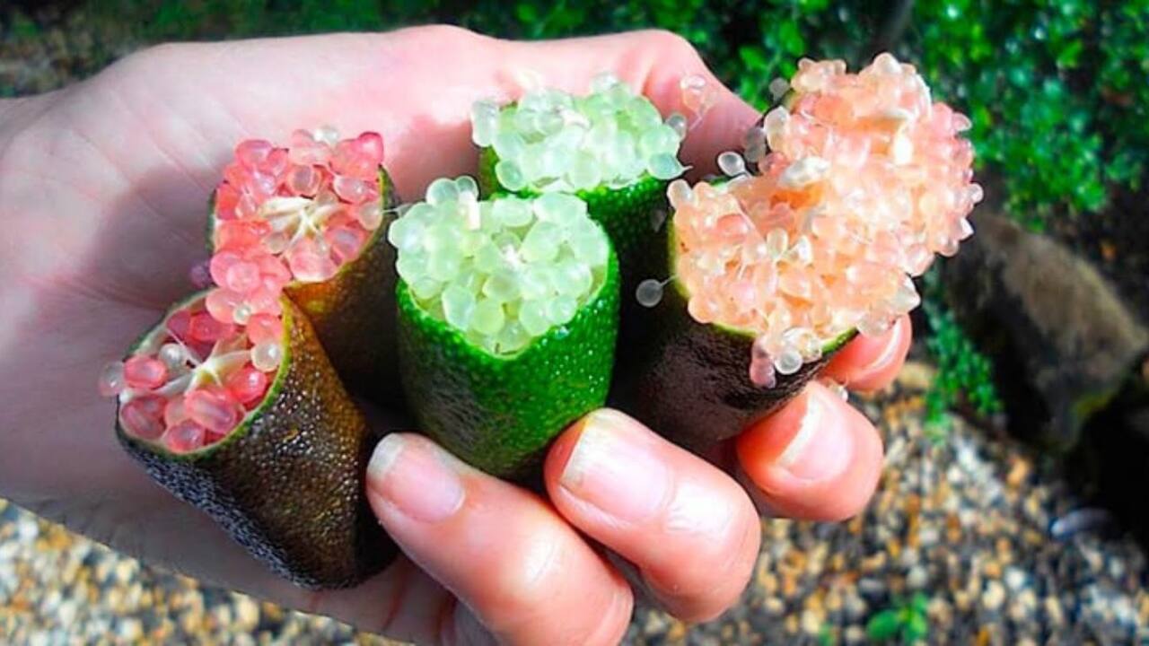 1-limao-caviar-citrus-australasica-1