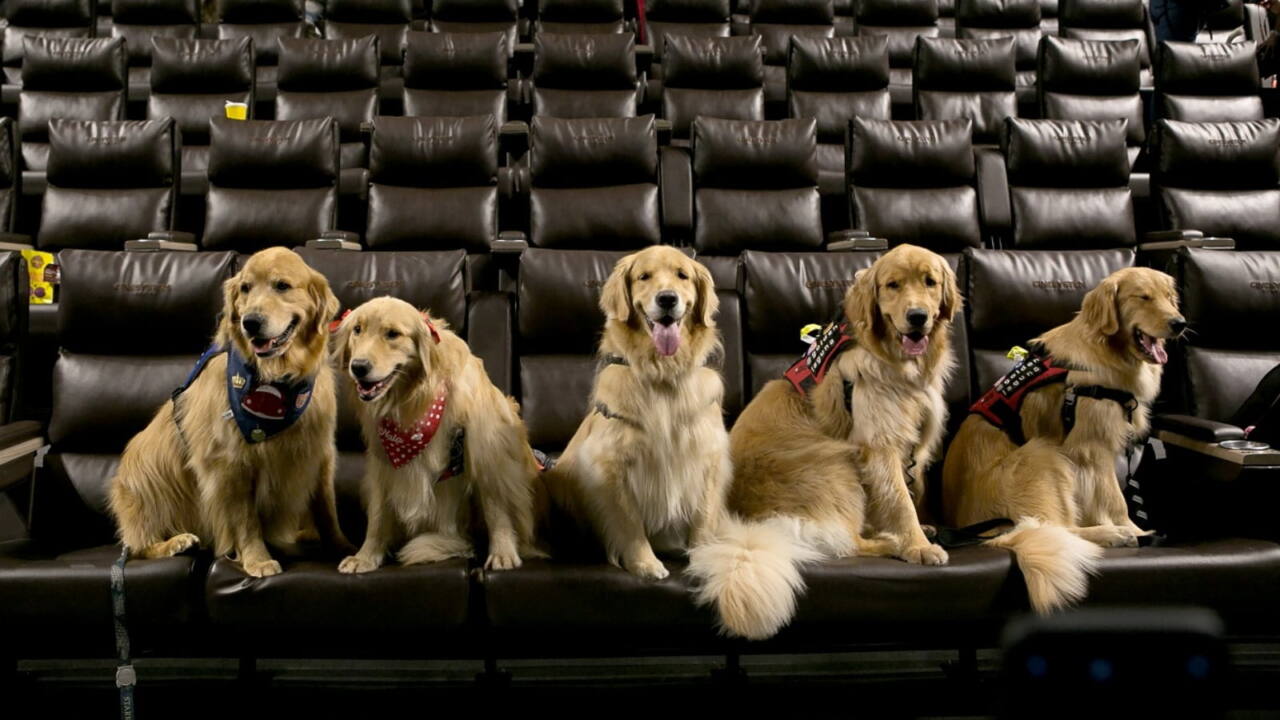 1 Cinepets-cinesystem--1-