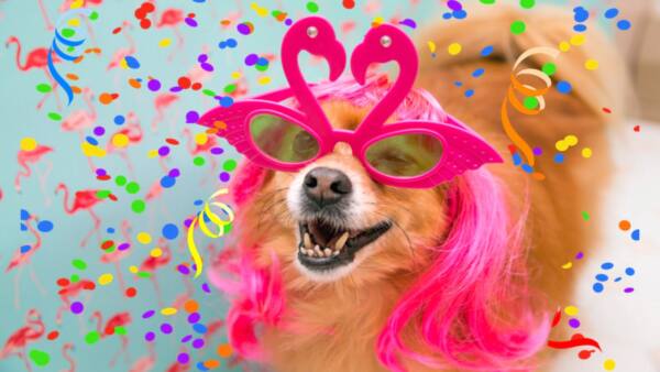 1 carnaval pets no hard rock.1