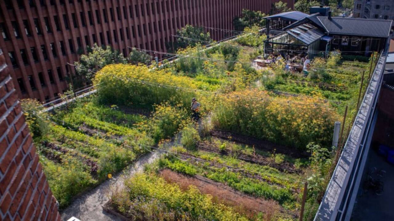 1 copenhague gastronomia 01