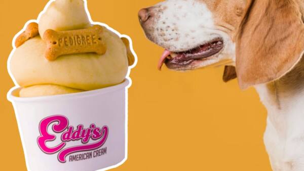 1 Os pets também têm vez para se refrescar na Eddy's American Cream - Cred Divulgação