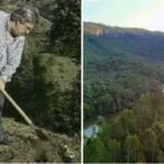 Iniciativa de Reflorestamento no Paraná: O Legado de Izidro Guedes