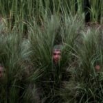 Nick Garcia Brilha como Arbusto no Show de Intervalo do Super Bowl