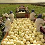 Agrícola Famosa: A Potência na Produção e Exportação de Melões no Brasil