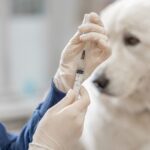 Vacinação: Proteção Essencial para a Saúde de Cães e Gatos